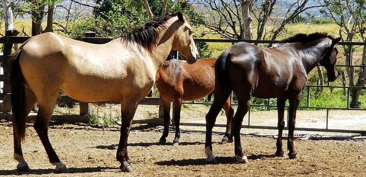Hotel Hacienda El Rodeo Vueltas Eksteriør billede